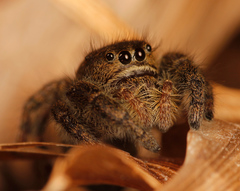 Phidippus olympus