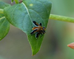 Galactomyia