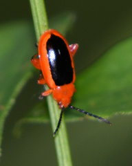 Disonycha discoidea