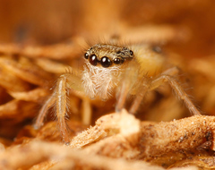 Phidippus pius