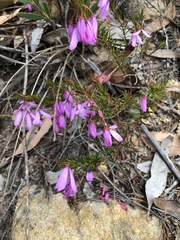 Tetratheca ericifolia