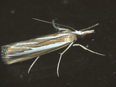 Catoptria fulgidella