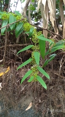 Smilax glabra
