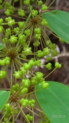 Smilax glabra
