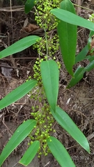 Smilax glabra