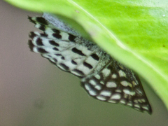 Caprona agama