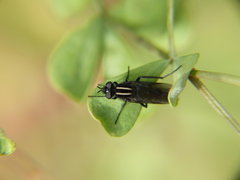 Thereva albovittata