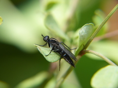 Thereva albovittata