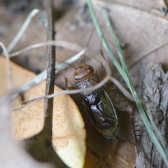 Neonemobius mormonius
