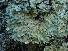 Flavoparmelia haysomii