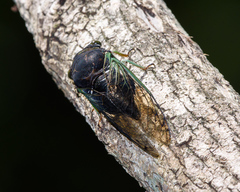 Neotibicen tibicen tibicen