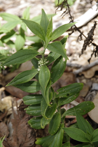 Enicostema verticillatum