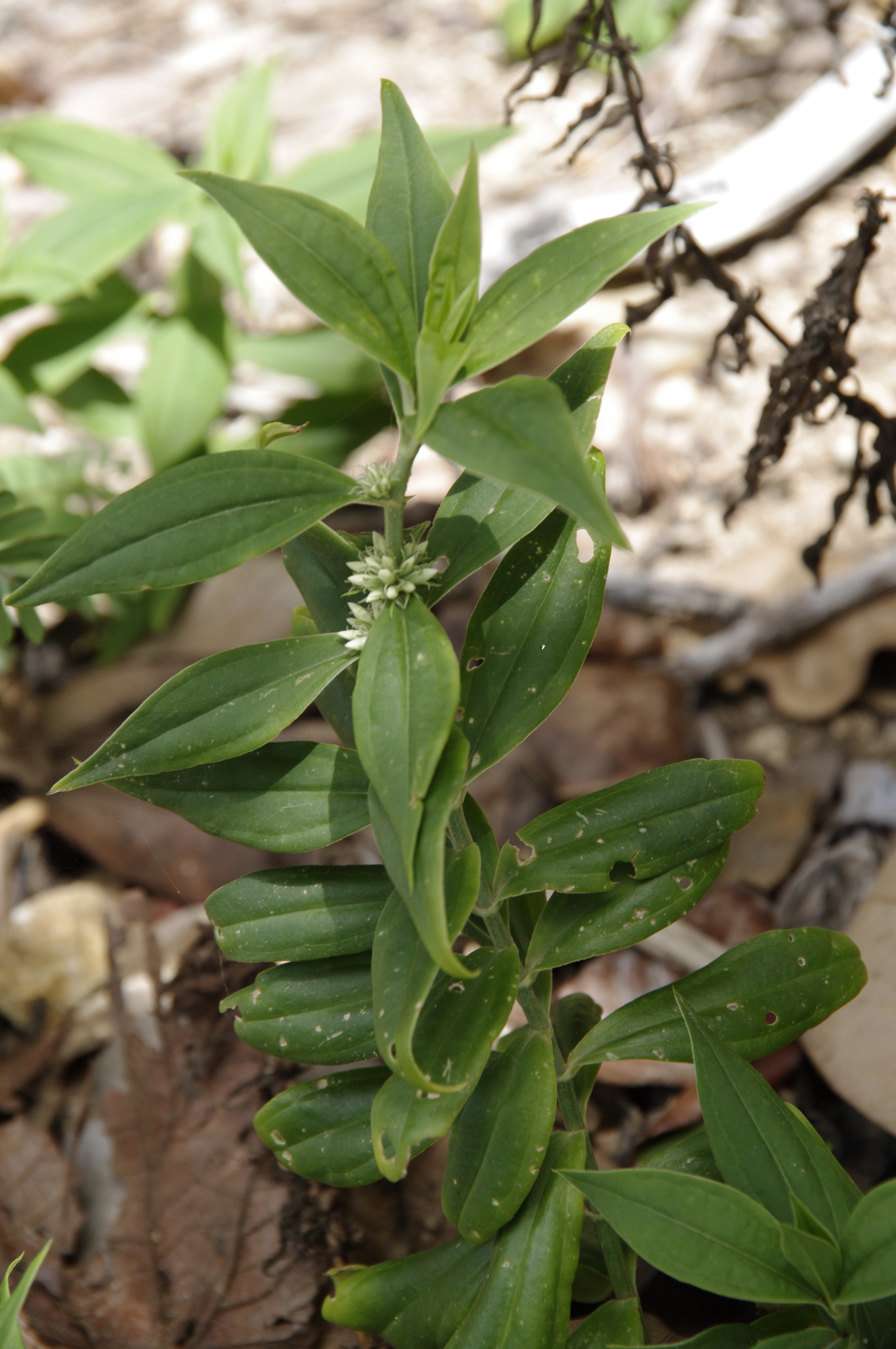 Enicostema verticillatum