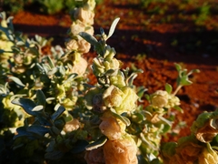 Atriplex vesicaria
