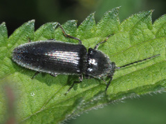 Hemicrepidius niger