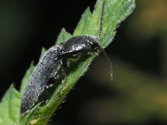 Hemicrepidius niger