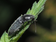 Hemicrepidius niger