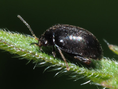 Scirtes hemisphaericus