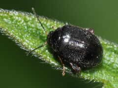 Scirtes hemisphaericus