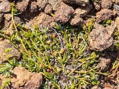 Phyllanthus australis