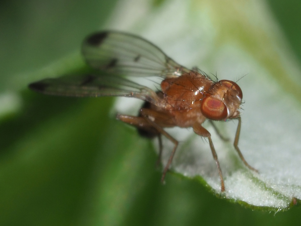 Geomyza combinata