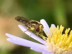 Platycheirus albimanus