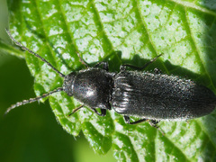 Hemicrepidius niger
