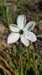 Aristea cantharophila