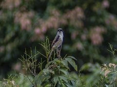 Lanius schach schach