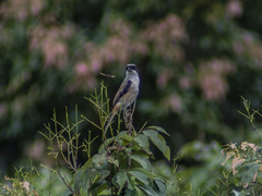 Lanius schach schach