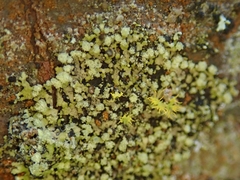 Hyperphyscia adglutinata