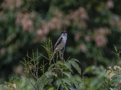 Lanius schach schach