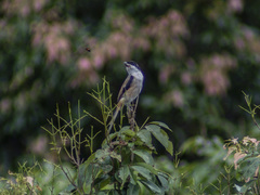 Lanius schach schach