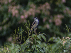 Lanius schach schach