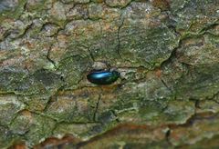 Aulacocheilus sibiricus