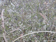 Pimpinella villosa