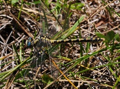 Ophiogomphus morrisoni