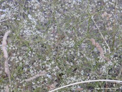 Pimpinella villosa