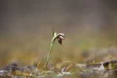 Pterostylis cheraphila