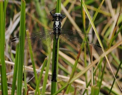 Octogomphus specularis