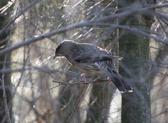 Anthochaera carunculata