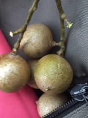 Melicoccus bijugatus