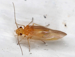 Valenzuela perplexus