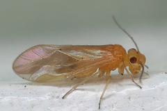 Valenzuela perplexus