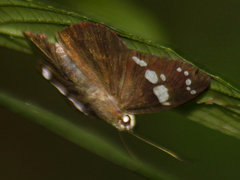 Chamunda chamunda