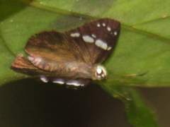Chamunda chamunda