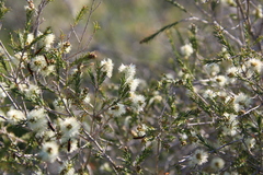 Melaleuca systena