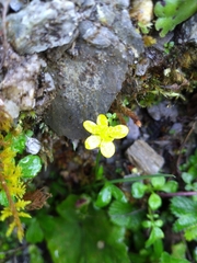 Ranunculus japonicus