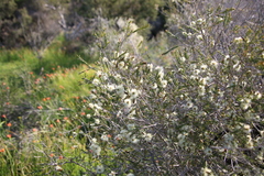 Melaleuca systena