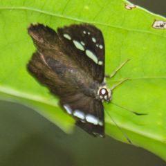 Chamunda chamunda